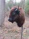 Buffalo Shoulder Mount/taxidermy/bison/hide/real 8