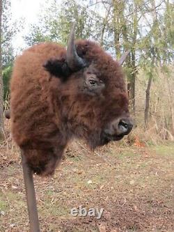 Buffalo Shoulder Mount/taxidermy/bison/hide/real 8