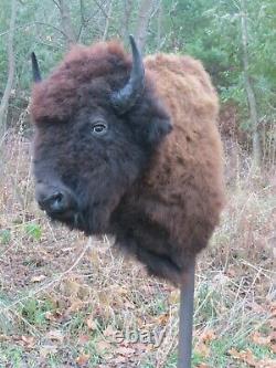 Buffalo Shoulder Mount/taxidermy/bison/hide/real A