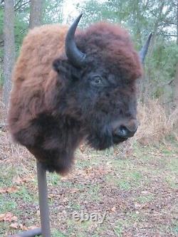 Buffalo Shoulder Mount/taxidermy/bison/hide/real A