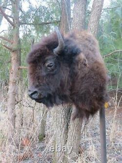Buffalo Shoulder Mount/taxidermy/bison/hide/real A1