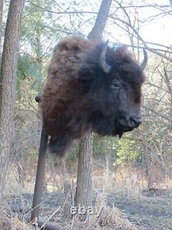 Buffalo Shoulder Mount/taxidermy/bison/hide/real A1