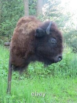 Buffalo Shoulder Mount/taxidermy/bison/hide/real B