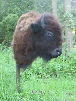 Buffalo Shoulder Mount/taxidermy/bison/hide/real B