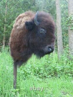 Buffalo Shoulder Mount/taxidermy/bison/hide/real B