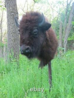 Buffalo Shoulder Mount/taxidermy/bison/hide/real B