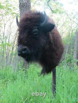 Buffalo Shoulder Mount/taxidermy/bison/hide/real B