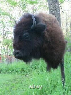 Buffalo Shoulder Mount/taxidermy/bison/hide/real B