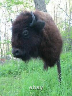 Buffalo Shoulder Mount/taxidermy/bison/hide/real B