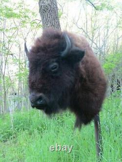 Buffalo Shoulder Mount/taxidermy/bison/hide/real B