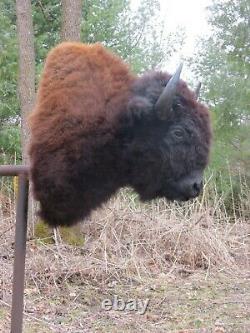 Buffalo Shoulder Mount/taxidermy/bison/hide/real B-1