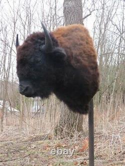 Buffalo Shoulder Mount/taxidermy/bison/hide/real B-1