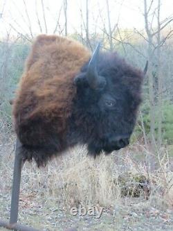 Buffalo Shoulder Mount/taxidermy/bison/hide/real B2