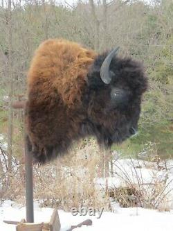 Buffalo Shoulder Mount/taxidermy/bison/hide/real S1