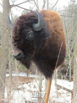 Buffalo Shoulder Mount/taxidermy/bison/hide/real S2