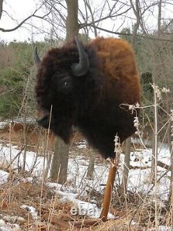 Buffalo Shoulder Mount/taxidermy/bison/hide/real S2