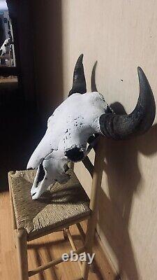 Buffalo Skull Authentic Extra Large