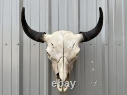 Buffalo Skull BULL HORN 24 Wide MOUNTED Bison HEAD