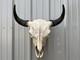 Buffalo Skull BULL HORN 24 Wide MOUNTED Bison HEAD