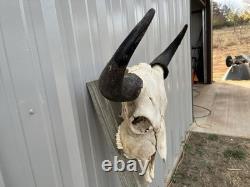 Buffalo Skull BULL HORN 24 Wide MOUNTED Bison HEAD
