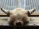 Buffalo Skull Fossil Big Bison Bull Head Solid Badlands Art