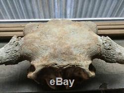 Buffalo Skull Fossil Big Bison Bull Head Solid Badlands Art