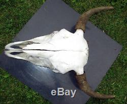 Buffalo Skull Horns Bison Taxidermy Man Cave Western Americana 20x25