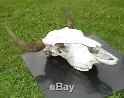Buffalo Skull Horns Bison Taxidermy Man Cave Western Americana 20x25