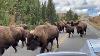 Buffalo Stampede In Yellowstone