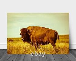 Buffalo Standing in Prairie Grass in Oklahoma Bison Metal Print Wall Art