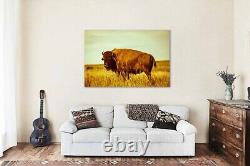 Buffalo Standing in Prairie Grass in Oklahoma Bison Metal Print Wall Art