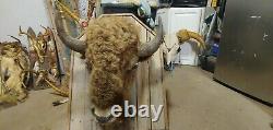 Buffalo / bison head mount