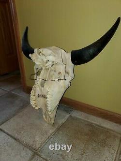 Buffalo bison skull