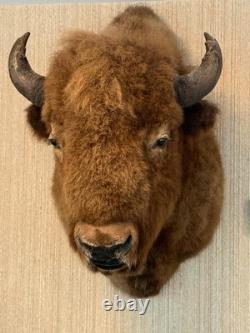 Buffalo head mount taxidermy bison