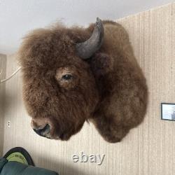 Buffalo head mount taxidermy bison