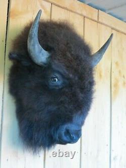 Buffalo head mount/taxidermy/bison/real 1