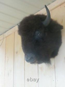 Buffalo head mount/taxidermy/bison/real 10