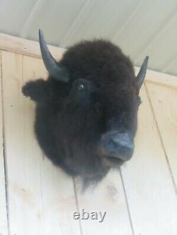 Buffalo head mount/taxidermy/bison/real 10