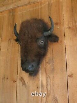 Buffalo head mount/taxidermy/bison/real 2
