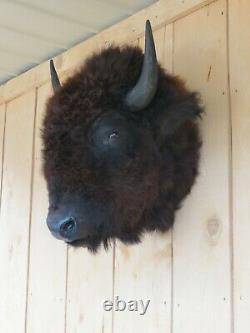 Buffalo head mount/taxidermy/bison/real 2