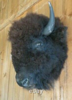 Buffalo head mount/taxidermy/bison/real 3