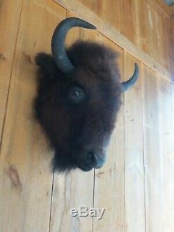 Buffalo head mount/taxidermy/bison/real 3