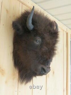 Buffalo head mount/taxidermy/bison/real 3