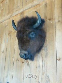 Buffalo head mount/taxidermy/bison/real 3