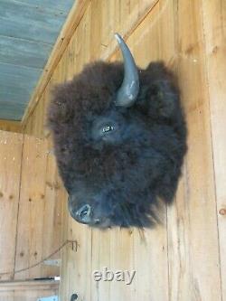 Buffalo head mount/taxidermy/bison/real 3