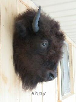 Buffalo head mount/taxidermy/bison/real 3