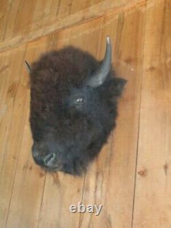 Buffalo head mount/taxidermy/bison/real 3