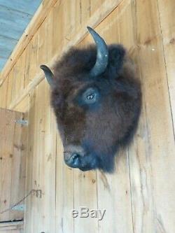 Buffalo head mount/taxidermy/bison/real 3