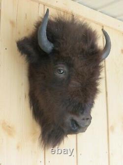 Buffalo head mount/taxidermy/bison/real 3