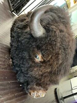 Buffalo head mount/taxidermy/bison/real 3
